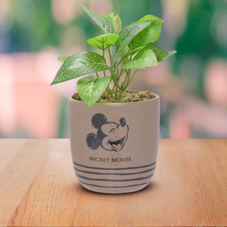 plante-en-pot-mickey-mouse-disney-avec-deco-galets